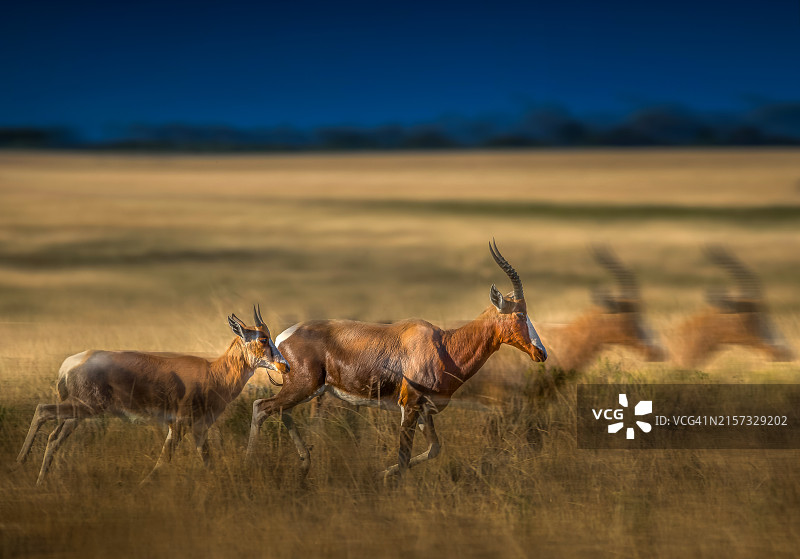 站在田野上的鹿的侧视图图片素材