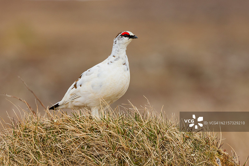 雷鸟栖息在草地上的特写图片素材