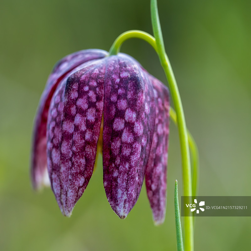 紫色花朵的特写图片素材