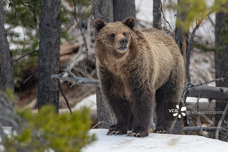 黄石生态系统中的灰熊特写图片素材
