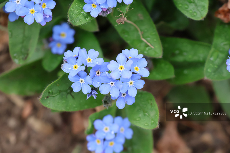 紫色植物特写，莫里斯敦，美国新泽西州图片素材