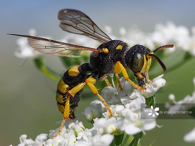胡蜂(Cerceris sp.)图片素材