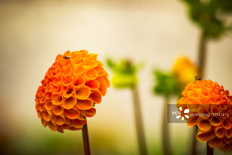 橙色花朵上的蜜蜂图片素材