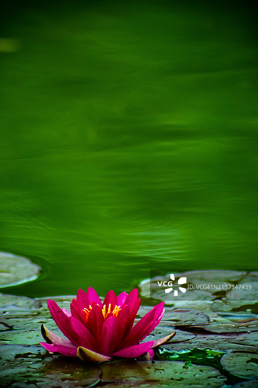 宁静之花：平静水域中的鲜艳莲花图片素材