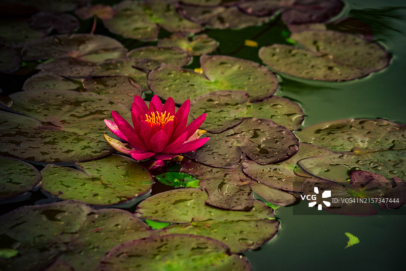 平静水域中盛开的粉红色莲花，体现了纯洁和启迪图片素材
