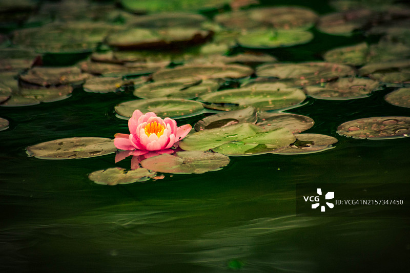 平静水面上的粉色荷花图片素材