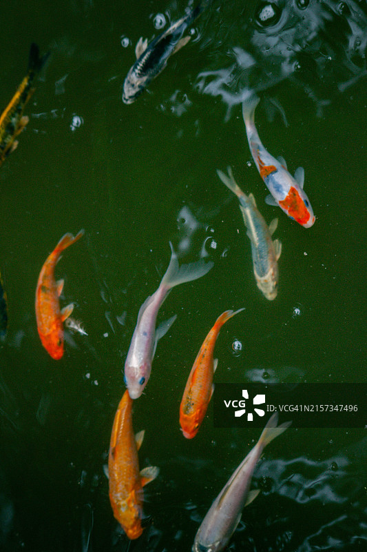 锦鲤在宁静池塘的阴暗深处舞动图片素材