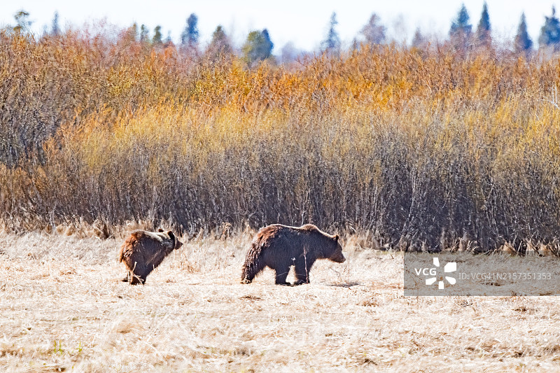 黄石生态系统中奔跑的灰熊幼崽图片素材
