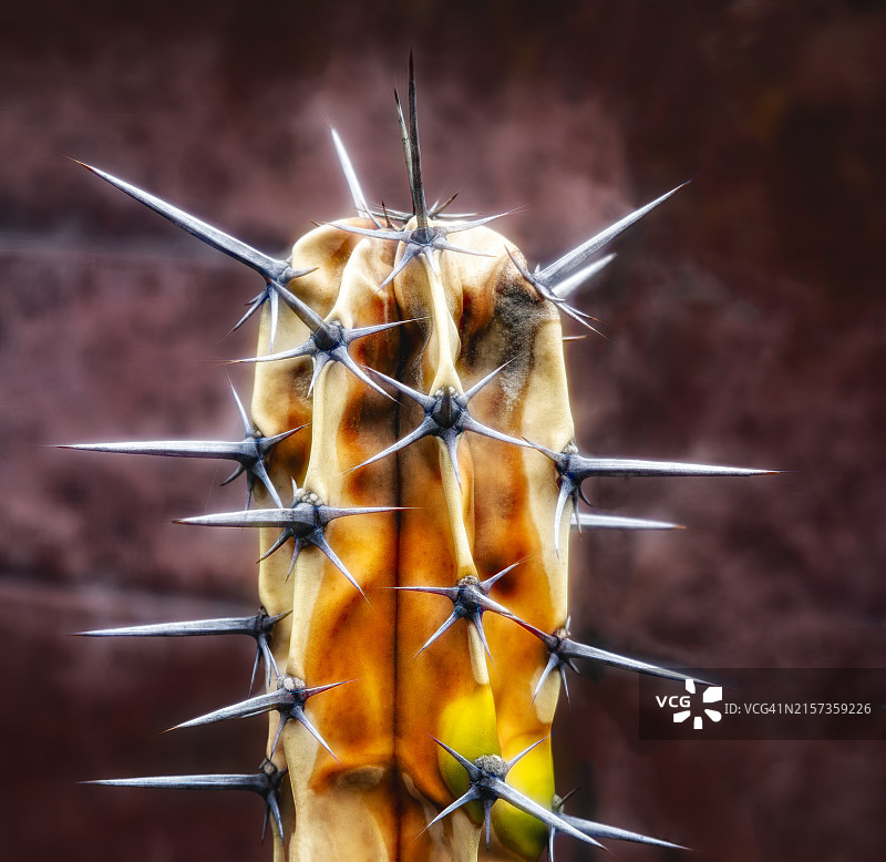 仙人掌刺尖特写图片素材