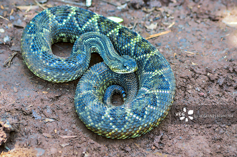 响尾蛇图片素材