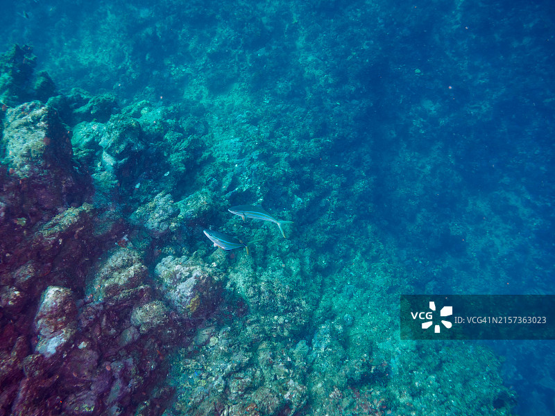 大琥珀鱼和彩虹鱼群攻击大群银条圆鲱图片素材