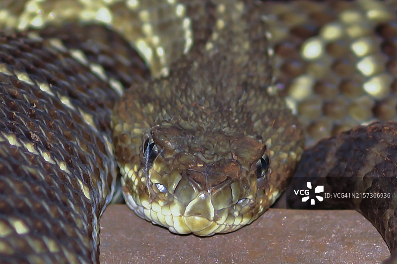 响尾蛇图片素材