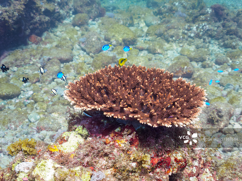 美丽的桌面珊瑚和可爱的幼鱼群图片素材