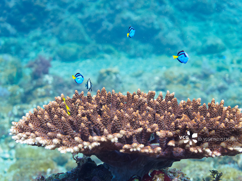 美丽的桌面珊瑚和可爱的幼鱼群图片素材