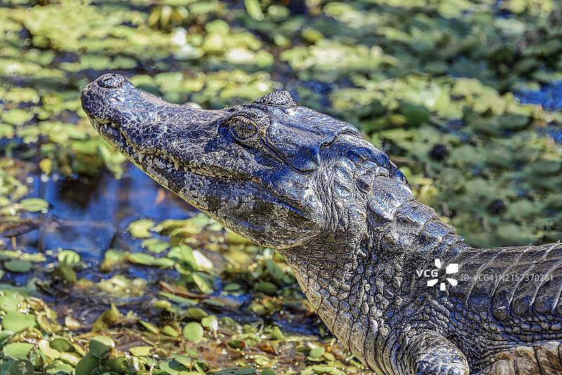 潘塔纳尔泻湖中的鳄鱼图片素材