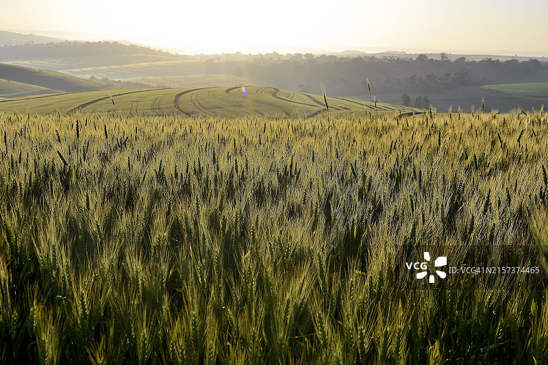 拥有肥沃红土的农牧场图片素材