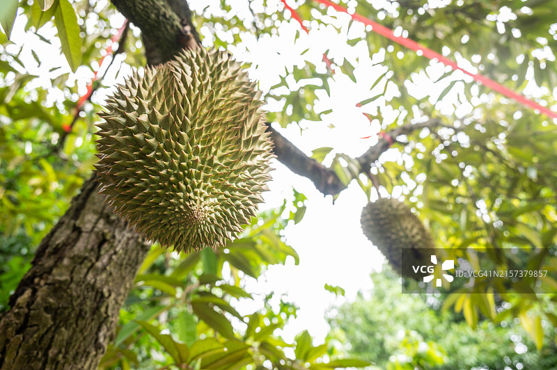 泰国榴莲树上生长的榴莲图片素材