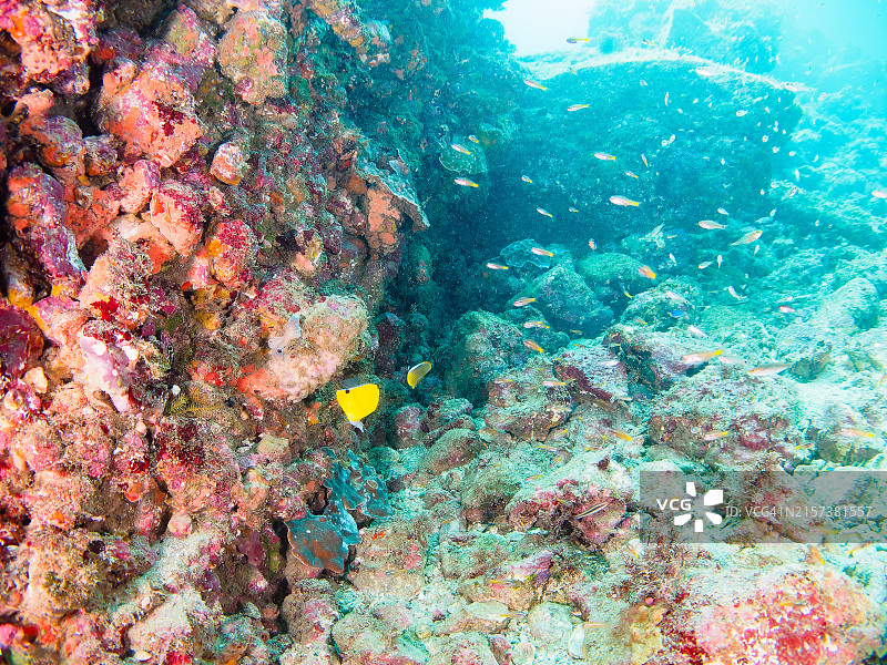 黄长吻蝶鱼、东方蝴蝶鱼等鱼类幼鱼美图图片素材