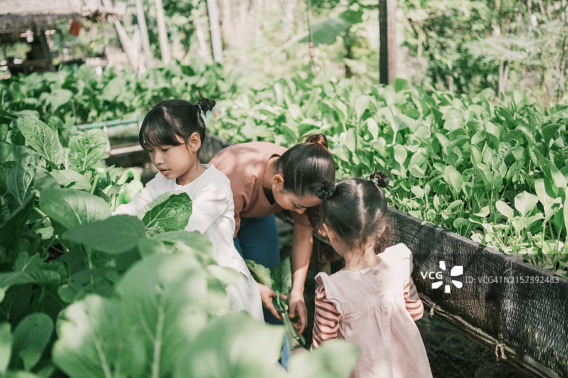 亚洲母亲和女儿在有机农场温室里园艺图片素材