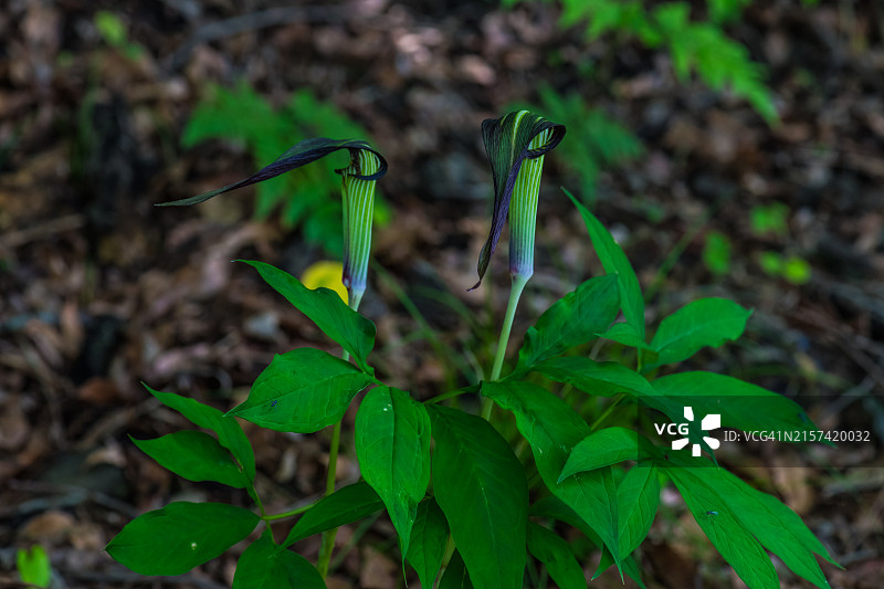 日本魔芋花图片素材