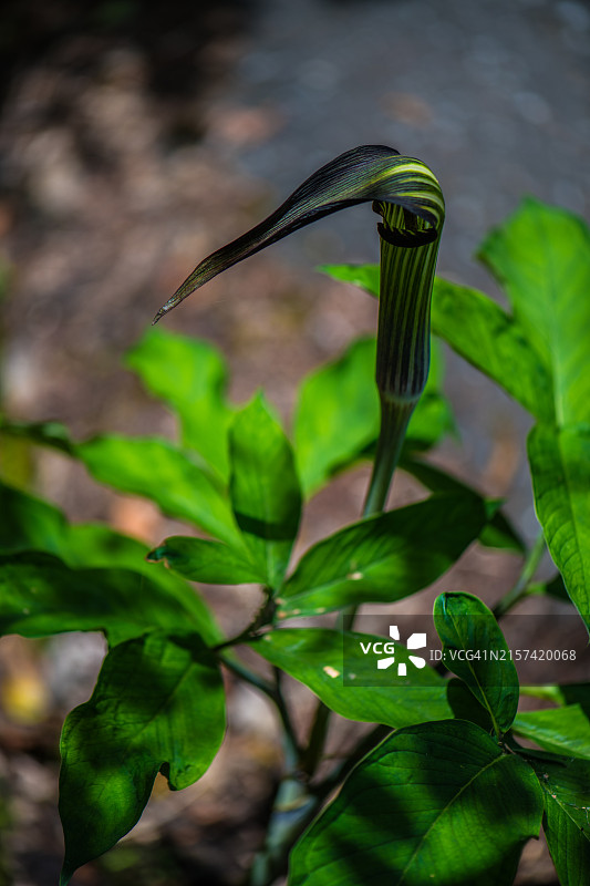 日本魔芋花图片素材