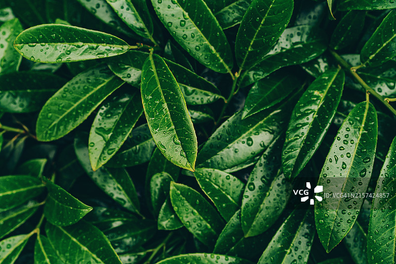 带有水滴的深绿色叶子特写，精美设计背景图片素材