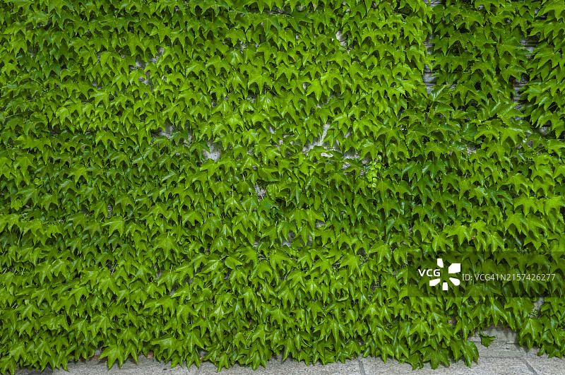 常春藤墙图片素材