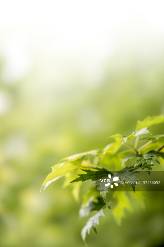 自然的绿色背景与枫叶和树枝，夏天的春天的背景。图片素材