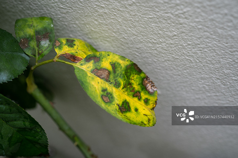 玫瑰叶片上的黑斑特写图片素材