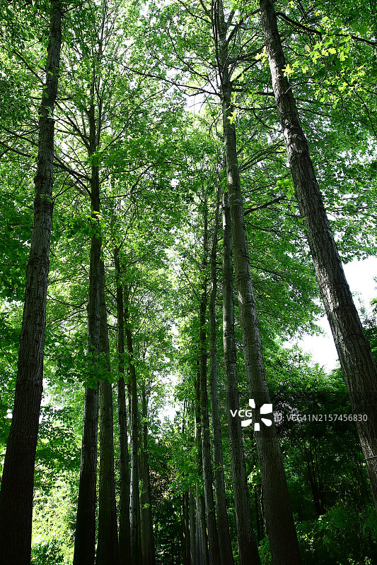 栓皮栎树图片素材