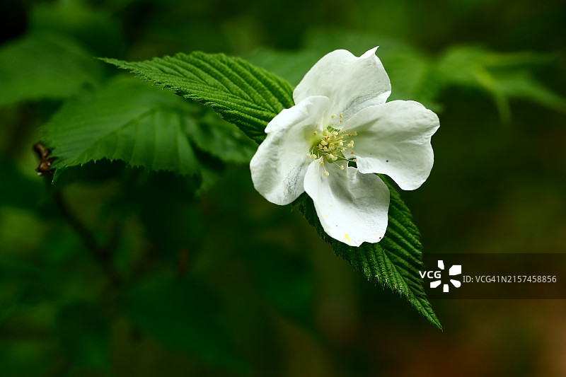 乌亮小珠图片素材