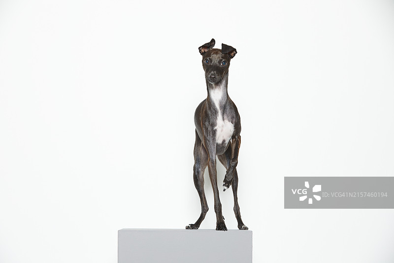 小狗，意大利灰狗图片素材