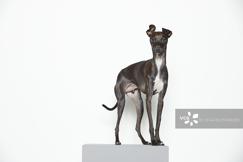 小狗，意大利灰狗图片素材