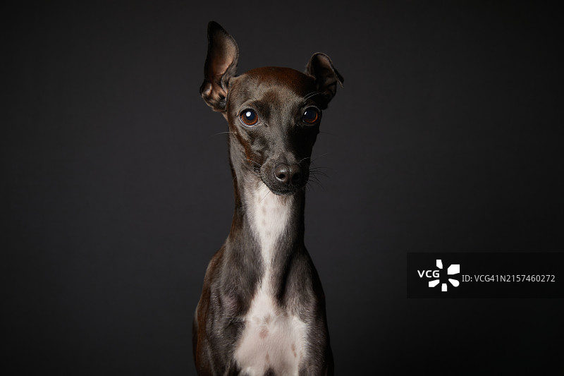 小狗，意大利灰狗图片素材