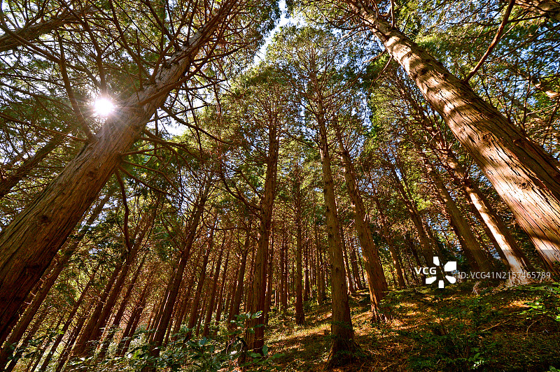 全罗南道高兴郡蓬莱山扁柏林图片素材