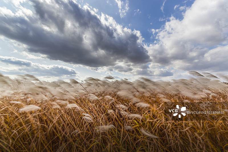 忠清南道扶余郡的白马江银色草地图片素材