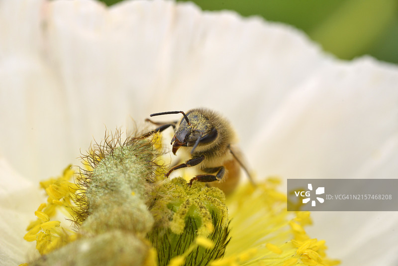 蜜蜂工蜂图片素材