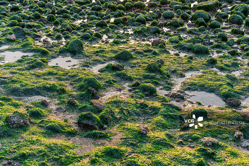 全罗南道宝城郡甘苔海滩图片素材