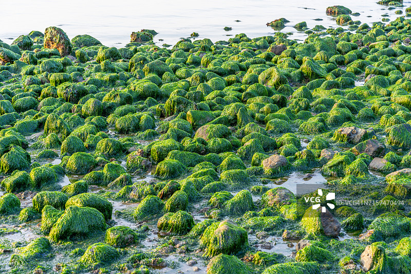 全罗南道宝城郡甘苔海滩图片素材