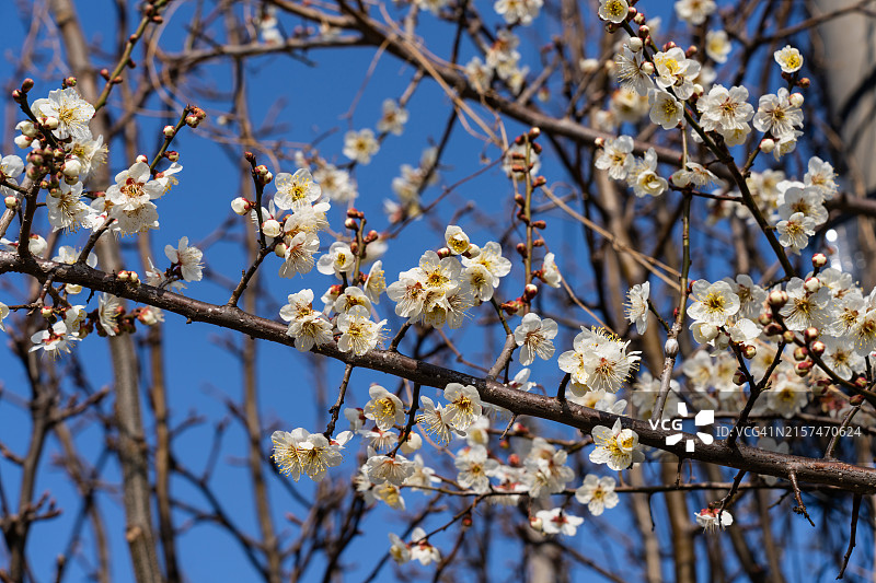 全罗南道宝城郡的梅花图片素材
