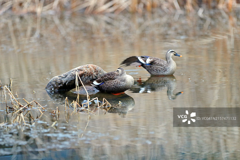大邱达城郡图片素材