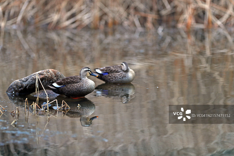 大邱达城郡图片素材