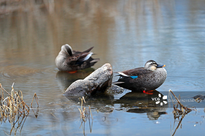 大邱达城郡图片素材