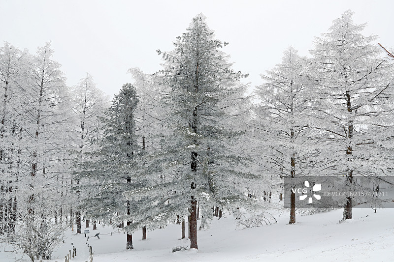 江原道咸白山图片素材