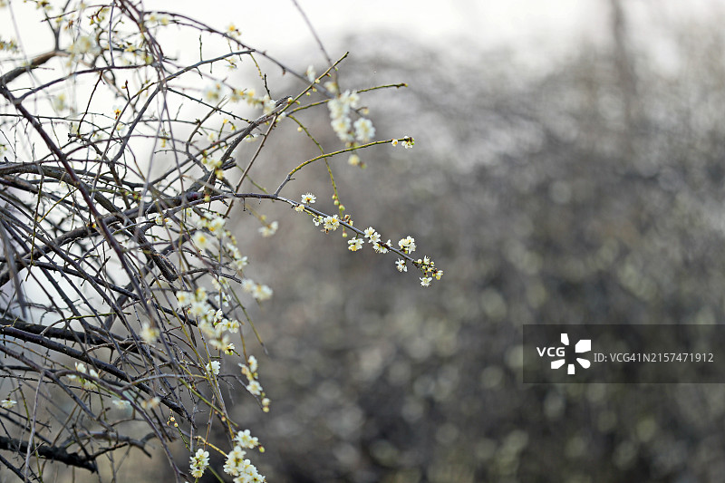 大邱达城郡图片素材