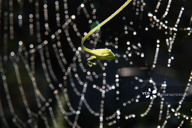 卷须和蜘蛛网上的露珠图片素材