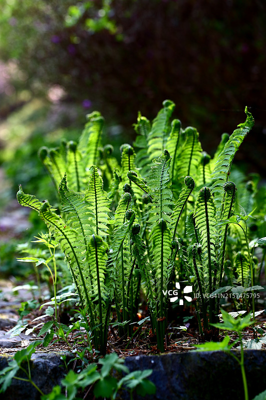 蓝色蕨类植物图片素材