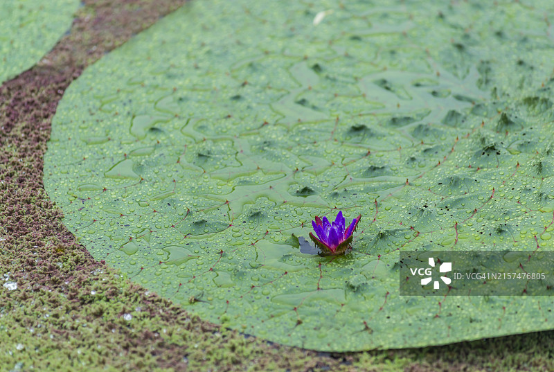 中国忠清南道扶余郡宫南池的荷花与刺莲图片素材