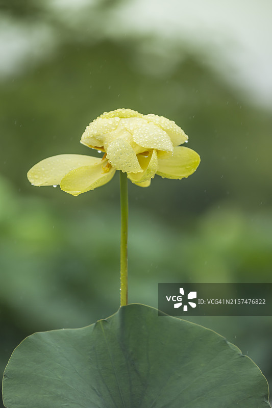 忠清南道扶余郡宫南池的莲花和黄色莲花图片素材