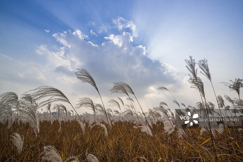 忠清南道扶余郡的银草田图片素材